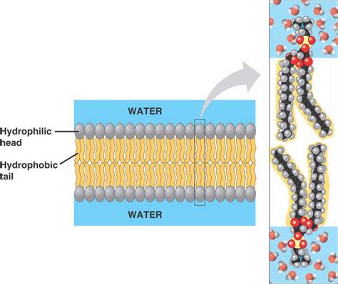 bilayer.html 07_02PhospholipidBilayer_L.jpg