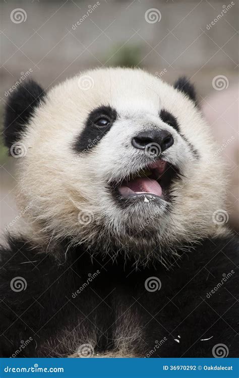 Crying 3-month Old Toothless Baby Panda Stock Photo - Image of ...