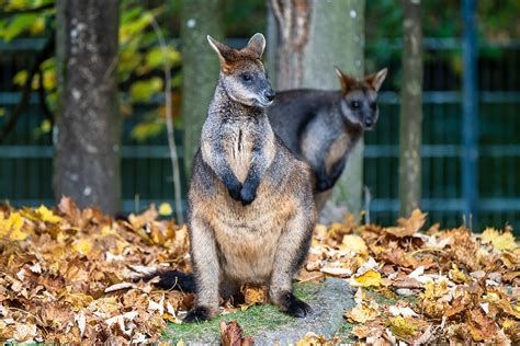 The Wildlife of Fraser Island (K'gari) - Fraser Island Realty