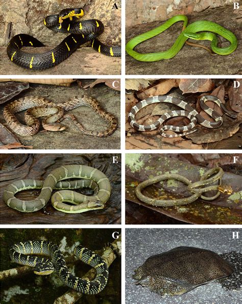 Snakes from families Colubridae, Elapidae, Homalopsidae, Pareidae, and... | Download Scientific ...