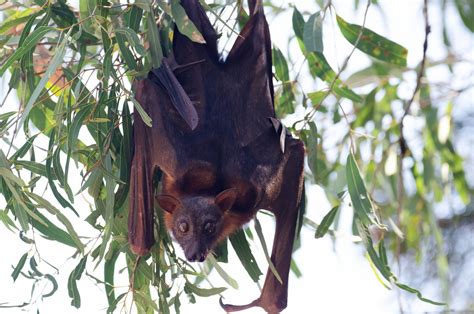 Flying Fox Bat Animal - Free photo on Pixabay - Pixabay