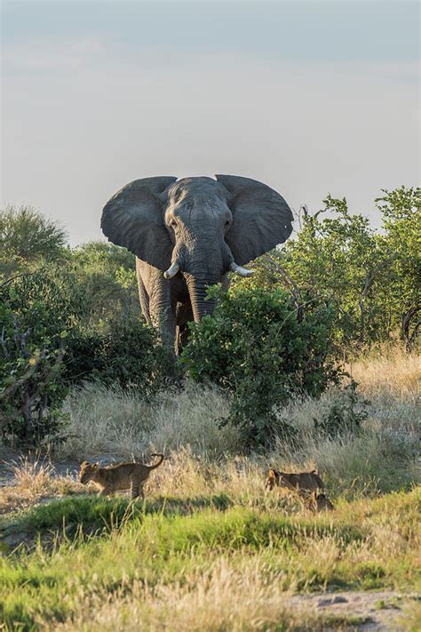 Two lion cubs running away from elephant Photograph by Ndp - Fine Art America