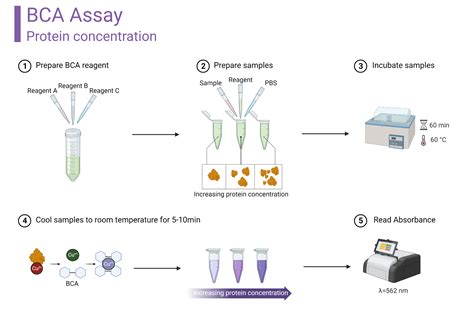 BCA assay | BioRender Science Templates