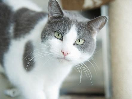 Gray And White Cat Breeds With Pictures - PictureMeta