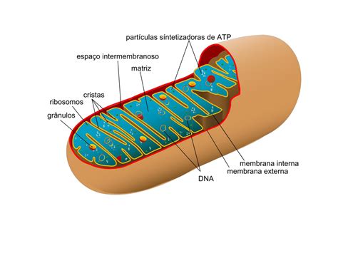 Mitocôndria - Biologia Celular