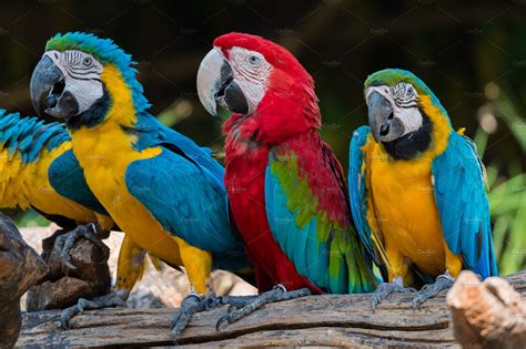 Colorful macaw parrots | Animal Stock Photos ~ Creative Market