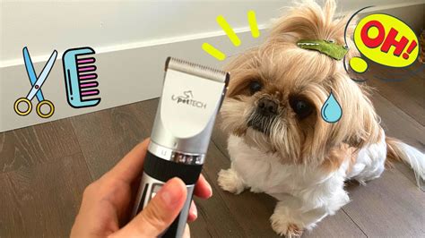 How To Brush Shih Tzu Teeth - Shih Tzu Dog