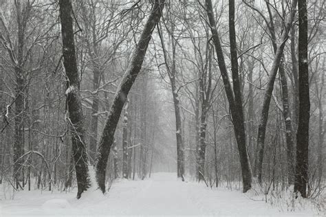 Winter Forest Photos, Download The BEST Free Winter Forest Stock Photos ...