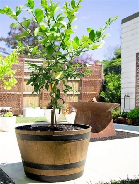 8 Best Lemon Tree Varieties for Containers | Balcony Garden Web