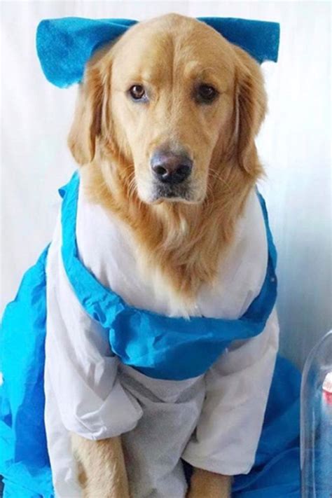 a dog dressed up in a costume sitting next to a fake rose and glass dome