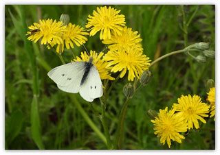 Small White Pieris rapae (PEE-err-iss RAY-pee) | Female, Spr… | Flickr