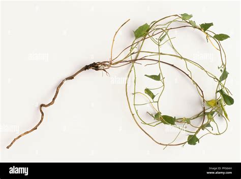 Convolvulus sp., Bindweed, curled roots with leaves attached Stock Photo - Alamy