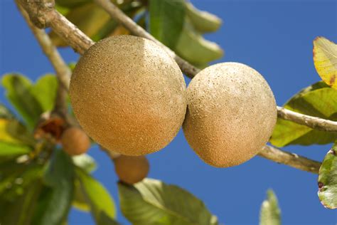 Große Sapote