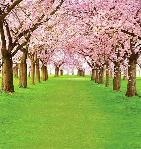 Spring Zoom Backgrounds Free | Images and Photos finder