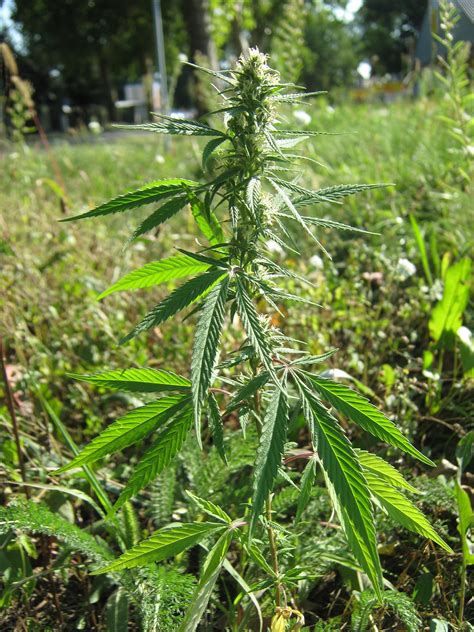 Wild Cannabis Ruderalis Bud And Seeds – A Lucky Find | Cannabis Growing