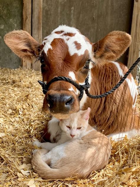 65 Cute Farm Animal Photos You Need to See | Reader's Digest