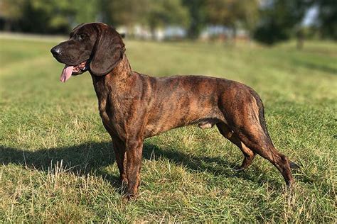 Hanoverian Scenthound - Dog Breed Information