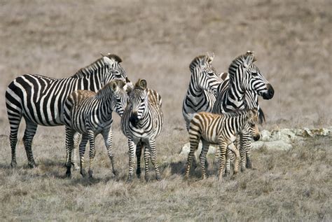 Zebras On The Hearst Castle Property Photograph by Rich Reid