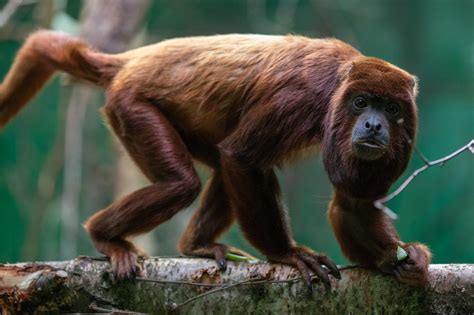 Red howler monkey - Dublin Zoo