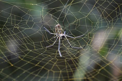 What are spider webs made of? And how do they spin them? – 2000 Daily