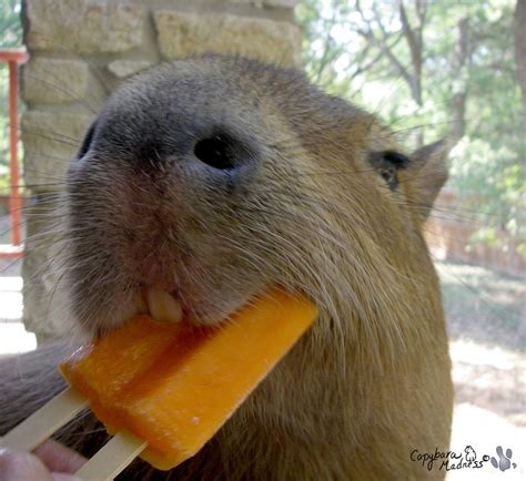 Here's a picture I found of a capybara eating a popsicle http://ift.tt/2gw6BTc | Capybara ...