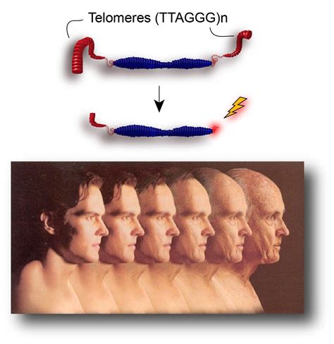 Telomeres And Aging