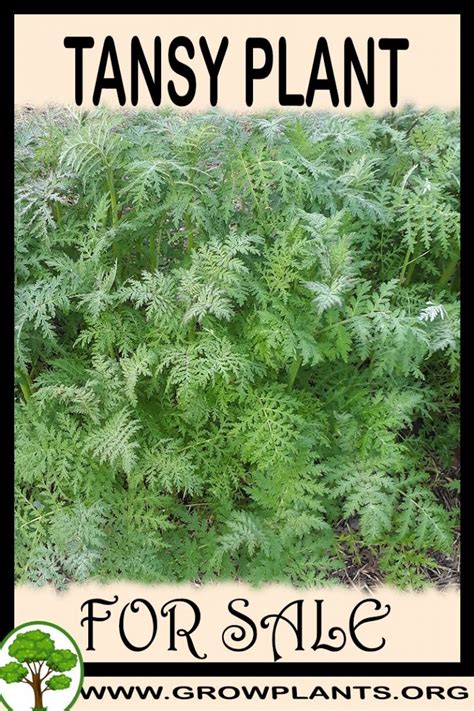 Tansy plant for sale - Grow plants | Tansy plant, Plant sale, Growing ...