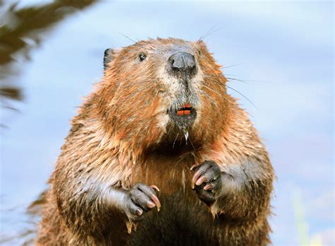 Beavers are key allies in the fight against droughts - Earth.com