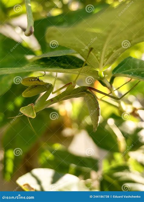 Praying Mantis in Natural Habitat among Green Leaves Stock Photo ...