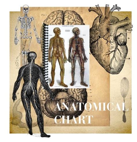 Anatomical Chart | Independent design, Design, Anatomical