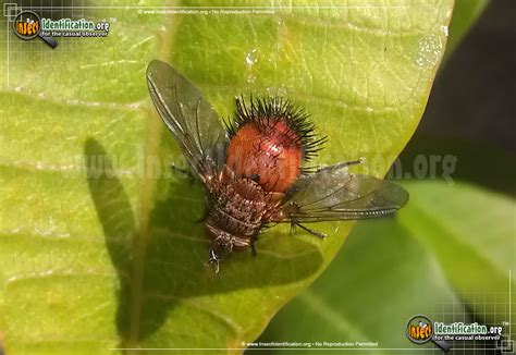 Tachinid Fly: Adejeania