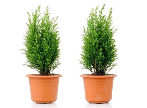 Evergreen Plants For Your Garden - Burston Garden Centre