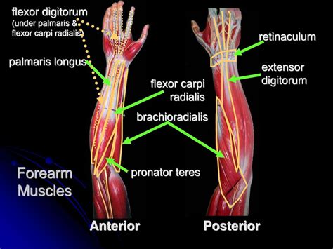 Shoulder Girdle and Upper Limb Muscles - ppt download
