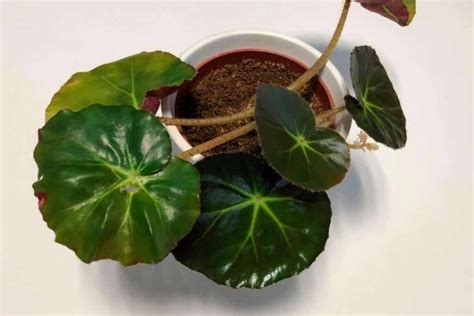 Beefsteak Begonia: Everything You Need To Know About It - Potted Well