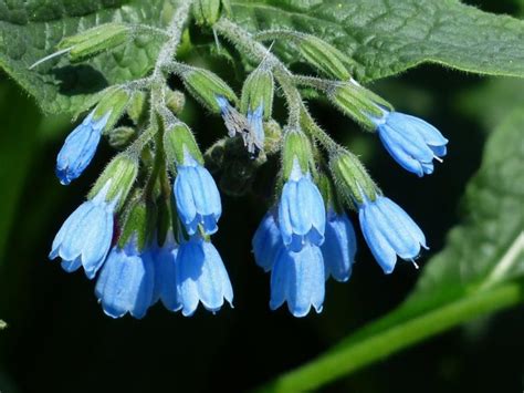 Comfrey: Types, Decorative Varieties, Photos Of Plants - Best Landscape ...