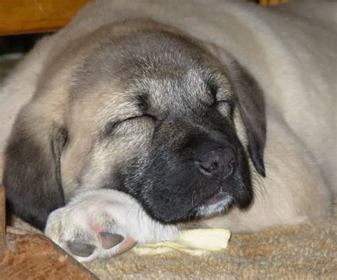 My New Kangal Puppy