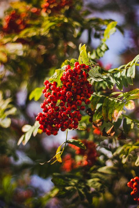 Red Berries on Tree · Free Stock Photo