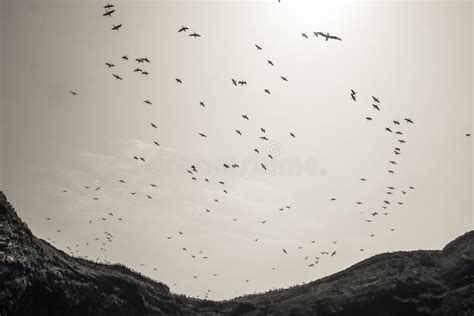 Community of Guano Birds in the Ballestas Islands Off the Coast of Peru ...