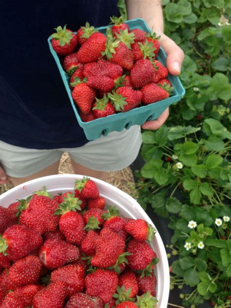 Strawberry Season - Think Fruitful