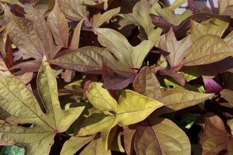 Sweet Potato Vine Varieties • Cut and Dried Flower Farm