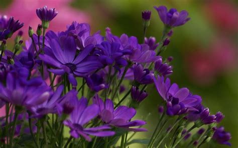 Violet Flowers Wallpaper - WallpaperSafari