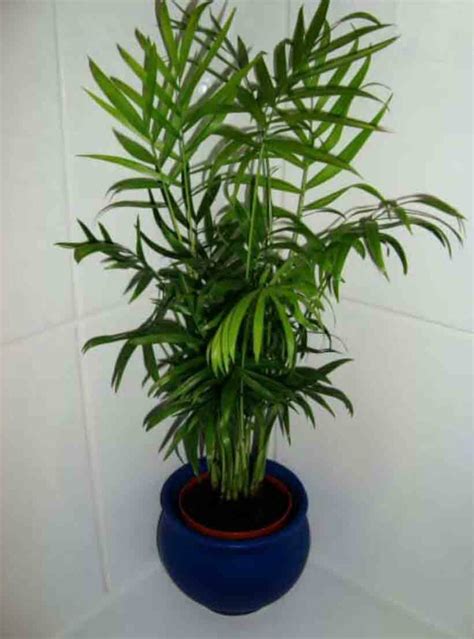 Your home source for everything houseplant! - HOUSEPLANTS - PARLOR PALM