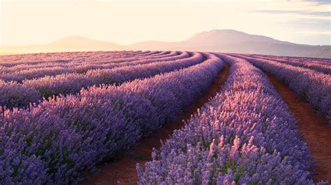 Lavender Fields Wallpapers - Top Free Lavender Fields Backgrounds - WallpaperAccess