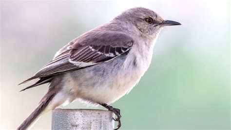 Mockingbird: The Amazing Symbolism & Meanings (Full Guide ...