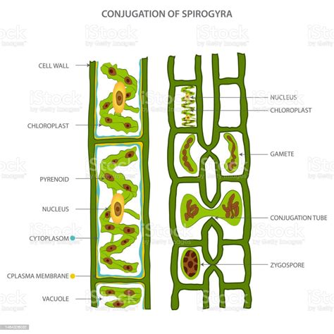 Life Cycle And Lateral Conjugation Of Spirogyra Stock Illustration - Download Image Now ...