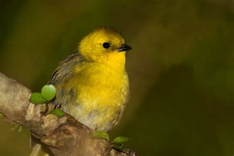 New Zealand’s favourite bird | Te Papa’s Blog