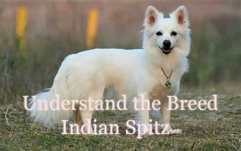 How to Train Indian Spitz Puppy for Obedience