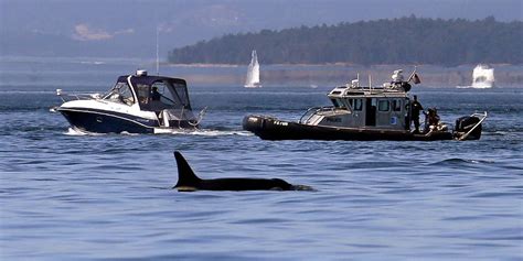 Orcas are sinking sailboats in a game that’s ‘gotten way out of hand,’ experts say