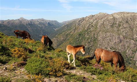 Discovering Portugal’s wild side Surfer, Portugal Holidays, Forest And ...