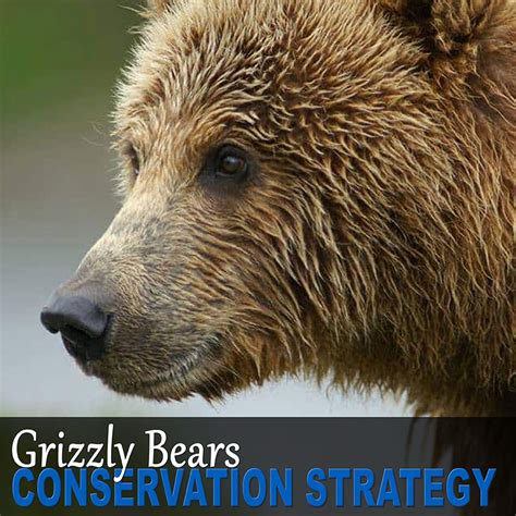 Strategy: Grizzly Bear Conservation - Safari Club International Foundation